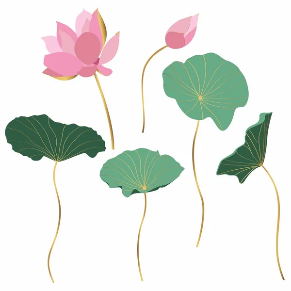 Set Med Handritade Lotus Blommor Och Blad Skiss Blommig Botanik — Stock vektor