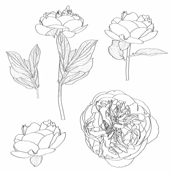 Croquis Floral Botany Fleur Pivoine Sertie Feuilles Dessins Noir Blanc — Image vectorielle