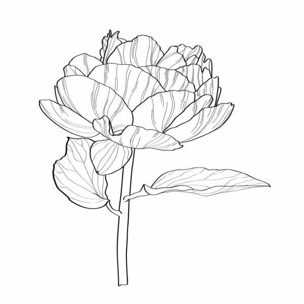 나뭇잎 식물상의 스케치하라 흑백을 막론하고 배경에 무늬가 — 스톡 벡터