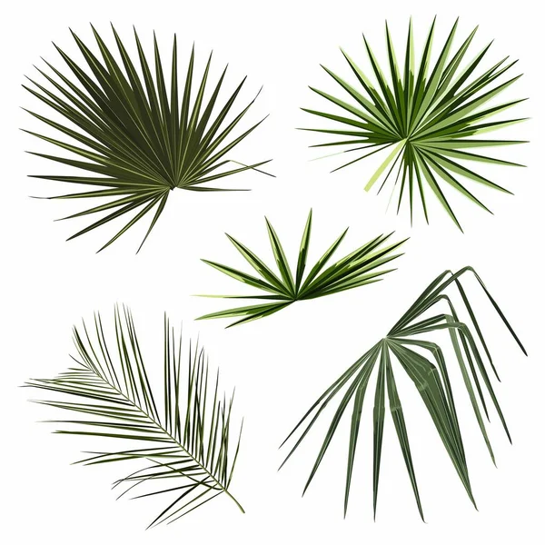Set Van Tropische Palmbladeren Illustratie — Stockvector