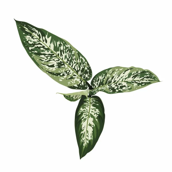 Dieffenbachia Planta Interior Aislada Sobre Fondo Blanco Inicio Flores Exóticas — Vector de stock