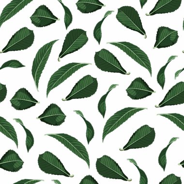 Beyaz arkaplanda egzotik koyu yeşil yapraklar var..