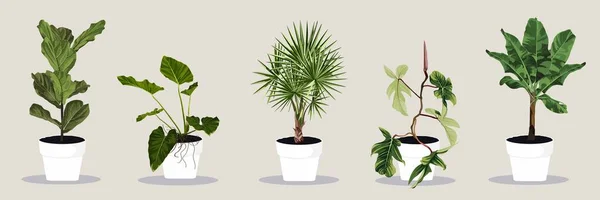 光の背景に隔離された部屋の植物 現実的なエキゾチックな熱帯植物 — ストックベクタ