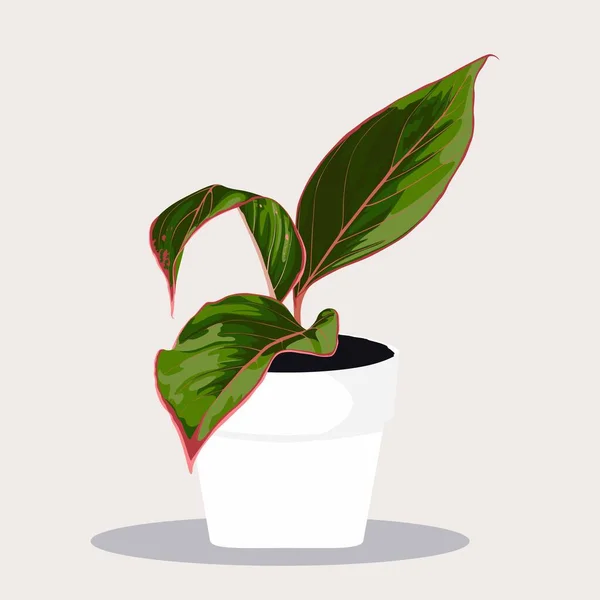 Topfpflanze Aglaonema Blumentopf Inländische Tropische Dekorative Pflanze Topf Graphische Gestaltungselemente — Stockvektor