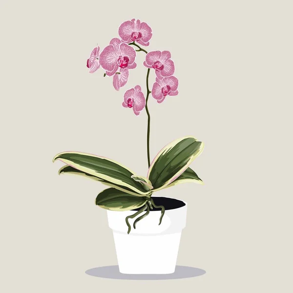 Tropisch Rosa Phalaenopsis Orchidee Blumentopf Eingetopft Inländische Tropische Dekorative Pflanze — Stockvektor