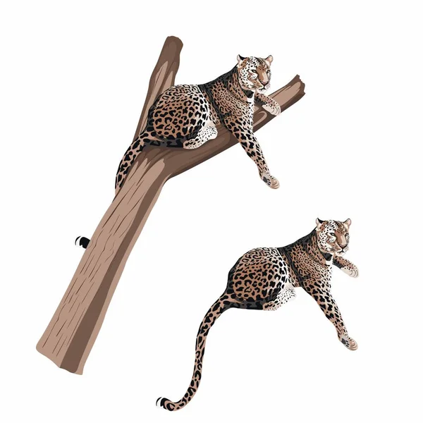 Грациозный Леопардовый Ягуар Саванна Кот Спит Дереве — стоковый вектор
