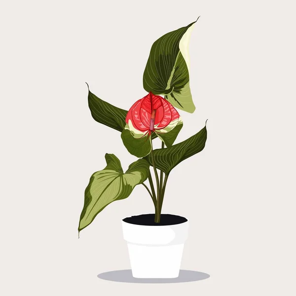 Potted Tropical Red Anthurium Flowerpot Inglês Planta Decorativa Tropical Doméstica — Vetor de Stock