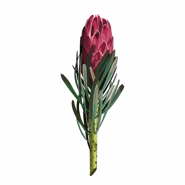 Protea Cinaroides Blume Illustration Geeignet Für Poster Postkarten Website Design — Stockvektor