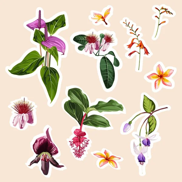 Conjunto Orquídeas Tropicales Medinilla Elementos Flores Exóticas Plumeria Set Pegatinas — Vector de stock