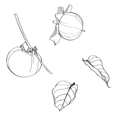 Hurma ağacı el çizimi elementler botanik çizim.