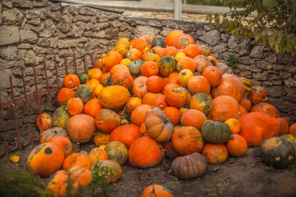Hill of pumpkins — Stock Photo, Image