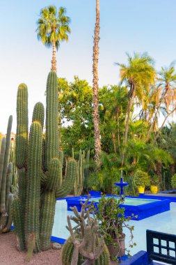 Parlak mavi çeşme, captus bahçesi ve egzotik bitkiler. Majorelle Bahçesi. Seyahat ve mimari kavramı. Marakeş, Fas