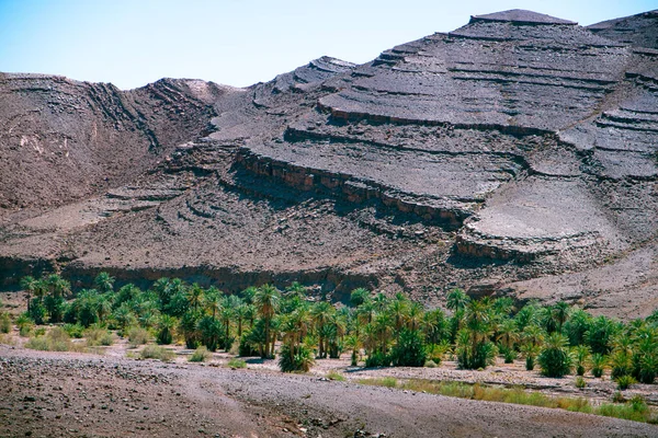 Oásis Palmeira Terreno Deserto Montanhas Com Folhagem Tectônica Fundo Alto — Fotografia de Stock