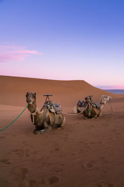 Pareja Camellos Duna Del Desierto Erg Chigaga Las Puertas Del — Foto de Stock