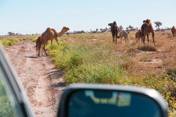 Wielbłądy Widziane Samochodu Gouera Bram Sahary Maroko Pojęcie Podróży Przygody — Zdjęcie stockowe