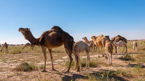 Stado Wielbłądów Gouera Bram Sahary Maroko Pojęcie Dzikiej Zwierzyny — Zdjęcie stockowe