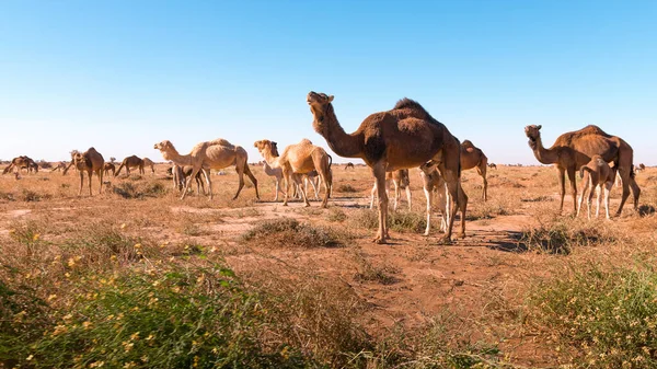 Stado Wielbłądów Gouera Bram Sahary Maroko Pojęcie Dzikiej Zwierzyny — Zdjęcie stockowe