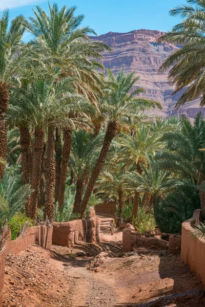 Path through palm trees and mountains of the Draa Valley, Zagora, Morocco.