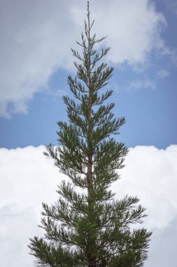 Ön planda çam ağacı ve arkasında bulutlar olan mavi gökyüzü. Minimalist doğa kavramı.