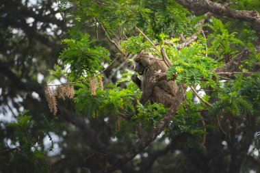 Genç erkek babun ormanın bir dalında dinleniyor ve yemek yiyor. Ngorongoro Tanzanya Afrika