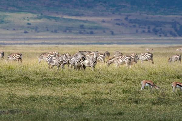 Multiple Zebras and Tompson\'s Gazelles in the grassland conservation area of the Ngorongoro Crater. Wildlife safari concept. Tanzania. Africa