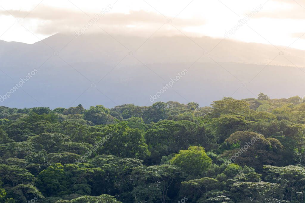 Light at dusk among the large jungle trees on the slopes of the Ngorongoro Crater Tanzania Africa