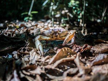 Bir kıllı bacak dağ Yengeç ormanda yürüyüş