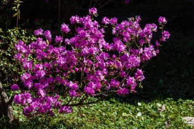 Bahar botanik bahçesinde Rhododendron dauricum veya Ledum çiçekleri