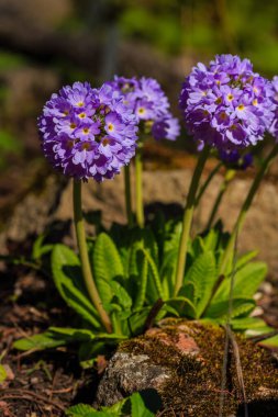Primula denticulata (Drumstick Primula). Doğal arka planda mor bahçe çiçekleri.