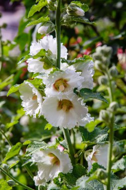 Malva Moschata 'nın güzel beyaz çiçekleri (Musk Mallow veya Musk-mallow) yaz bahçesinde