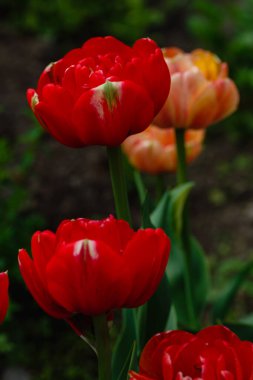 Bahçede iki tane kırmızı lale. Bahçıvanlık, peyzaj tasarımı, soğanlı bahçeler..
