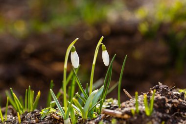 Kar damlası bahar bahçesi çiçekleri. Genel kar damlası (Galanthus nivalis) çiçekleri doğal yeşil arkaplanda.
