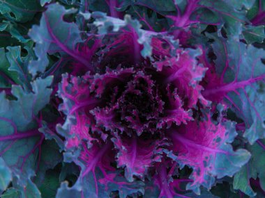 Taze mor lahana (brassica oleracea) bitki yaprakları. Çiçekli ölçek