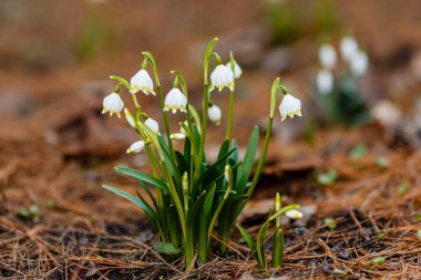 Leucojum vernum, ilkbaharda açan beyaz bir çiçektir ve bir kar damlasına benzer. Leucojum vernum uzun ömürlü bir bitkidir. Galanthus vernus, Nivaria verna, Erinosma verna