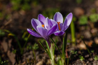 Bahar bahçesinde mor timsahlar. 