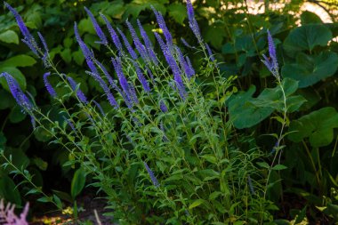 Çiçekli Veronica Spicata ya da bahçede uzun yapraklı yarış pisti. Veronica 'nın mavi çiçekleri yeşil arka planda.