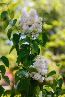Bahar bahçesinde açan beyaz leylak dalı