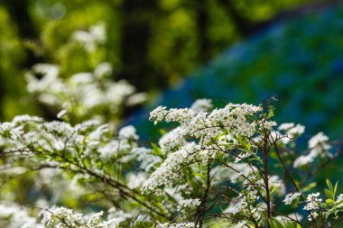 Baharda Spiraea Cinerea. Doğal arka planda beyaz leylak çiçekleri olan dallar. Bahçedeki dekoratif çalılıklar ve manzara tasarımı.
