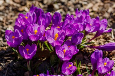 Bahar bahçesinde mor timsahlar. 