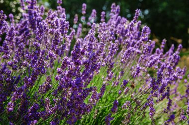 Lavandula 'nın mavi çiçekleri doğal arka planda. Lavanta çiçekleriyle güzel bir yaz manzarası.