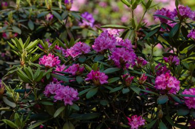 İlkbaharda Rhododendron dauricum