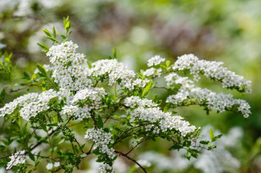 Baharda Spiraea Cinerea. Doğal arka planda beyaz leylak çiçekleri olan dallar. Bahçedeki dekoratif çalılıklar ve manzara tasarımı.