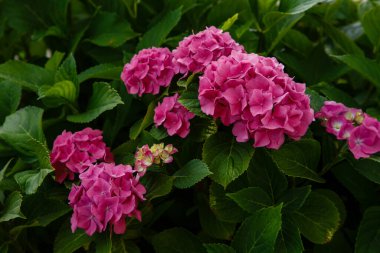Ortanca 'nın güzel çiçekleri. Bahçede açan ortanca makrofili.