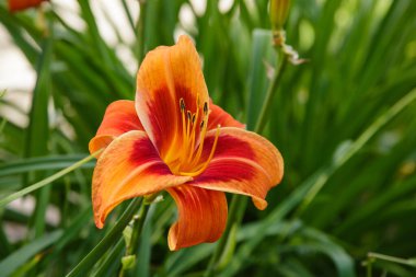 Yazın bahçede güzel bir zambak çiçeği. Manzara tasarımında daimi bitki (Hemerocallis)..