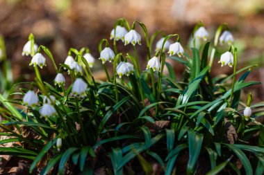 Leucojum vernum, ilkbaharda açan beyaz bir çiçektir ve bir kar damlasına benzer. Leucojum vernum uzun ömürlü bir bitkidir. Galanthus vernus, Nivaria verna, Erinosma verna