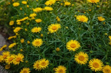 Bahçedeki İnula Ensifolia sarı çiçekleri.