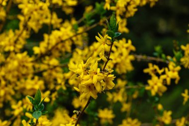 Sınır çiti, bahçe kökenli süslemeli bir yaprak döken çalılıktır. Sarı fındık çiçekleri, altın çanlar, sınır.