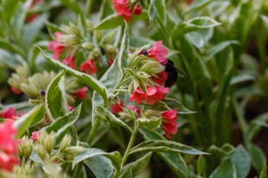 Pulmonaria rubra türü 'David Ward'. Bahar bahçesinde eşsiz kırmızı çiçekler.