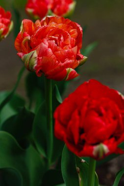 Bahçede iki tane kırmızı lale. Bahçıvanlık, peyzaj tasarımı, soğanlı bahçeler..