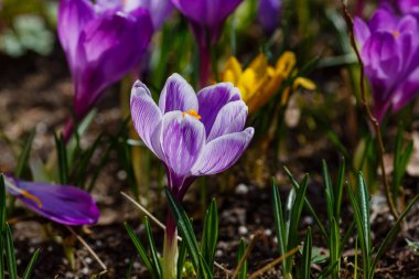 Bahar bahçesinde mor ve sarı timsahlar. 